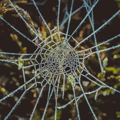 gefrorene Spinnweben gruselig zu Halloween