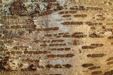 The bark of the old tree. Background