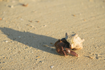 Giant Hermit Crab on Beach