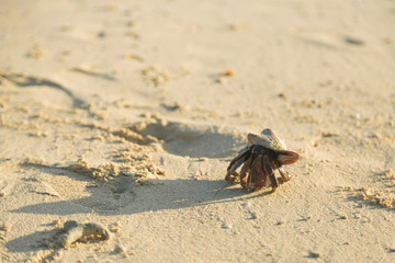 Giant Hermit Crab on Beach