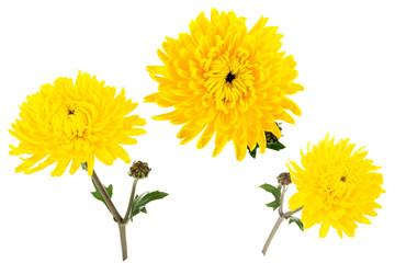 Set of three bright yellow chrysanthemums isolated on white bachground. One flower shot at different angles