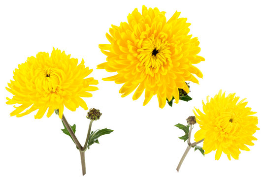 Set of three bright yellow chrysanthemums isolated on white bachground. One flower shot at different angles
