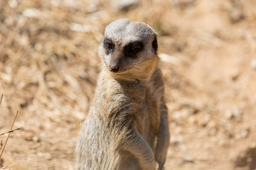 Fototapeta premium meerkat