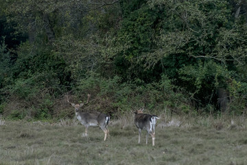 Couple of fallow deer in San Rossore Park, Pisa, Tuscany, Italy