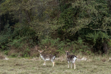 Couple of fallow deer in San Rossore Park, Pisa, Tuscany, Italy