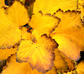 Naklejka na ściany i meble yelow autumn Leaves Background
