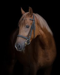 Chestnut horse with the bridle isolated on a black background
