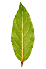 Laurel leaf isolated