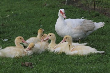 Entenmama mit Küken