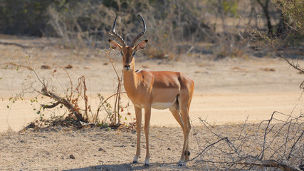 Impala en el Parque Nacional Chobe, Botswana