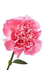 Single pink Carnation