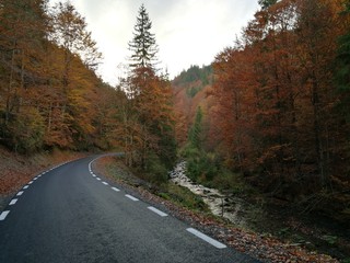 Fototapeta premium autumn road 3
