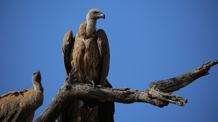 Buitres en el Parque Nacional Kruger, Sudáfrica