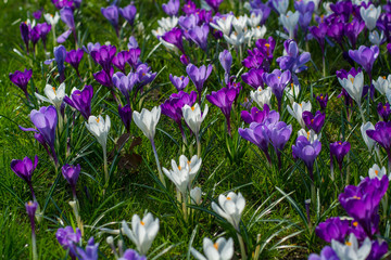 Group of first spring flowers - purple crocuses blossom outside close-up