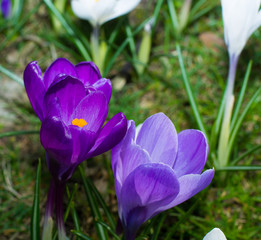 Fototapeta premium Group of first spring flowers - purple crocuses blossom outside close-up
