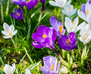 Group of first spring flowers - purple crocuses blossom outside close-up