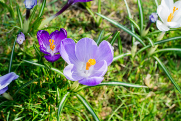 Group of first spring flowers - purple crocuses blossom outside close-up