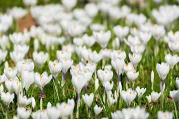 Group of first spring flowers - big white crocuses blossom outside close-up