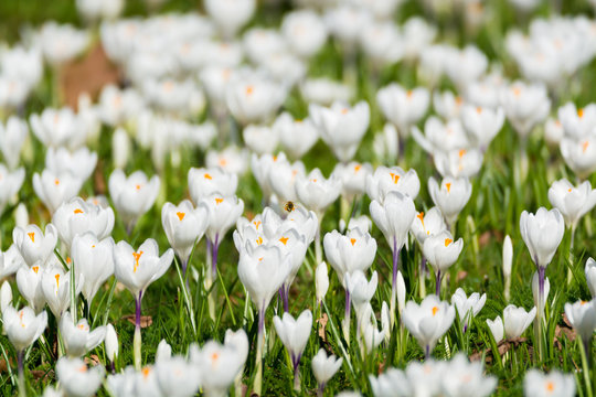Fototapeta Group of first spring flowers - big white crocuses blossom outside close-up