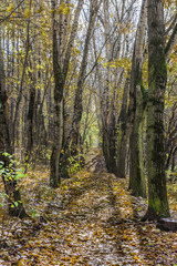 Shadows in autumn Park