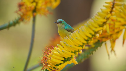 Sunbird en el Parque Nacional Kruger de Sudáfrica