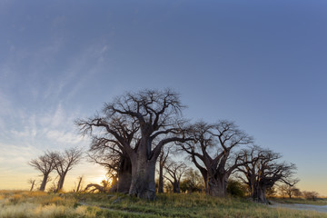 Fototapeta na wymiar Sunrise at Baines Baobab trees