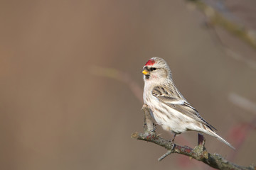 Czeczotka - Common Redpoll
