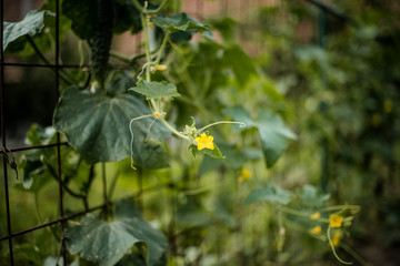 young cucumber plant in bloom