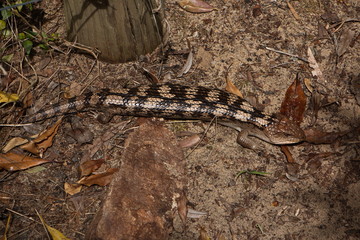 Blue-tongued skink at Lakes Entrance in Australia
