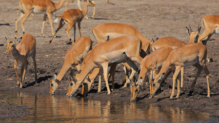 Impalas en el Parque Nacional Chobe, Botswana