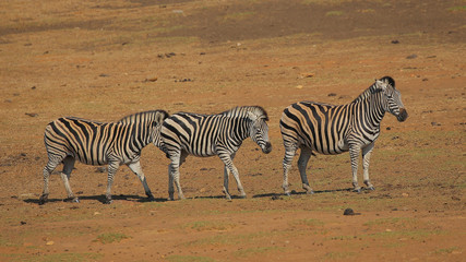 Fototapeta na wymiar Cebras en Sudáfrica