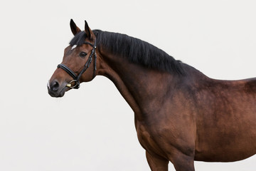 Bay horse in the bridle on light background isolated