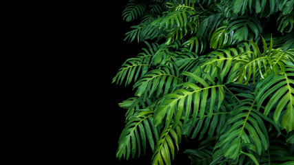 Green leaves of native Monstera philodendron plant growing in wild, the tropical forest plant, evergreen vine on black background. © Chansom Pantip