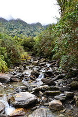 Pebbles river on a New Zealand forest