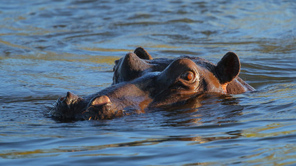 Fototapeta premium Hipopótamo en el Río Zambeze, Zimbabwe y Zambia
