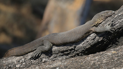 Lagarto Varano o monitor en el río Cuando, Parque Nacional de Chobe, Botswana