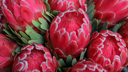 Protea en Mercado de flores de Adderley St, Ciudad del Cabo, Sudáfrica