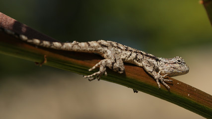 Lagarto Agama árbol del surr en Kruger, Southafrica