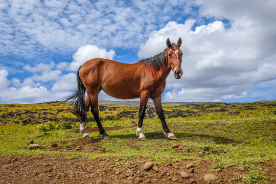 Horse in easter island field