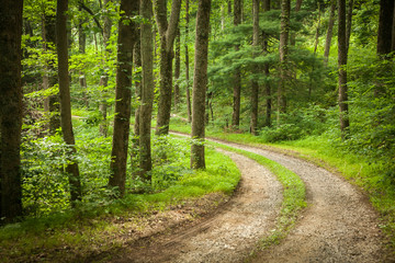 Road Through The Forest