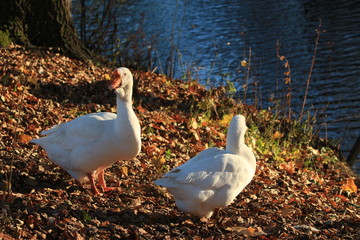 geese on the shore of a pond