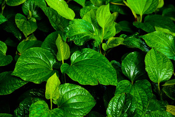 beautiful green betel leaves texture background