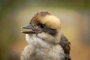Kookaburra