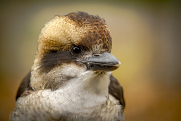 Kookaburra