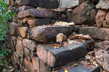 Stone stairs with dry fallen leaves on it
