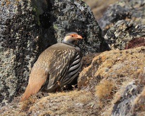 Tibetan snowcock, bird living in high altitude. Photographed in Gokyo, Nepal.