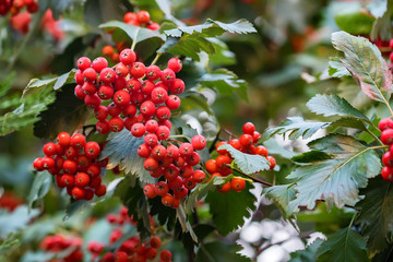 Obraz premium Red wild hawthorn berries on branches close