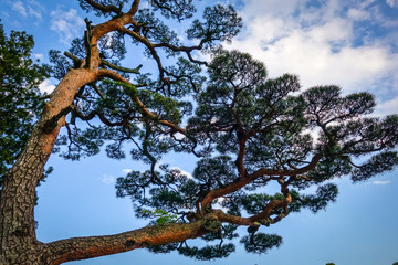japanese black pine on a blue sky, Nikko, Japan