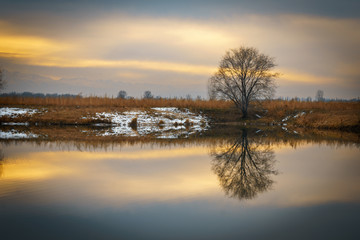 Fototapeta na wymiar Tree on the shore of the lake. Reflected in water.