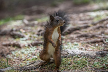 Eichhörnchen aufrecht gehend